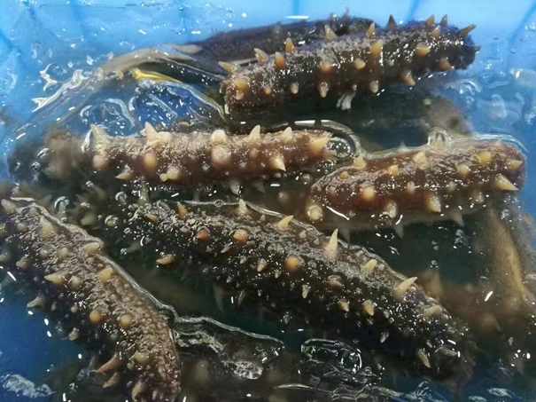 1629973808926833.jpg 進口加拿大刺參清關_副本.jpg