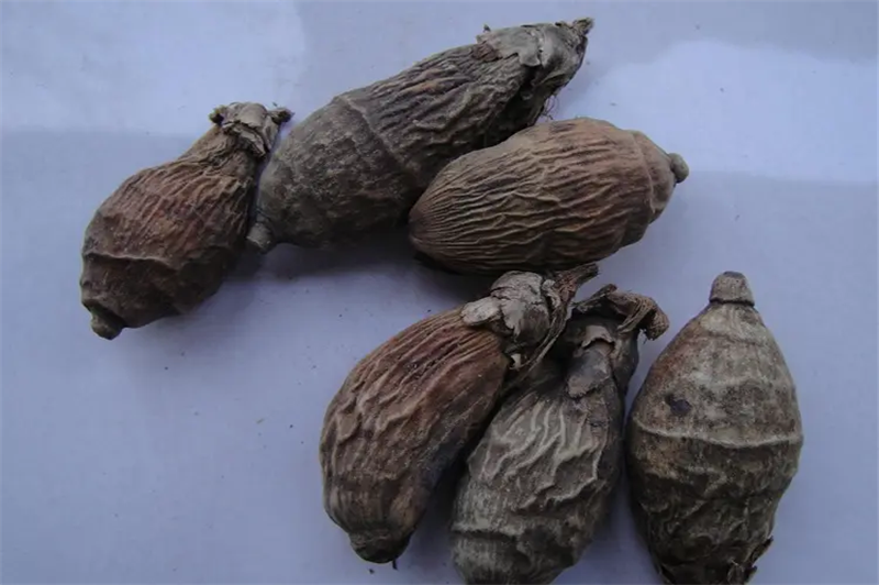 1666778288174895.png 進(jìn)口印尼檳榔報關(guān)稅率.png