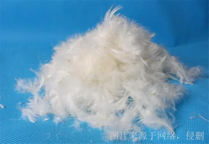 1676974503898014.png 廣西貴港鴨毛進口報關.png