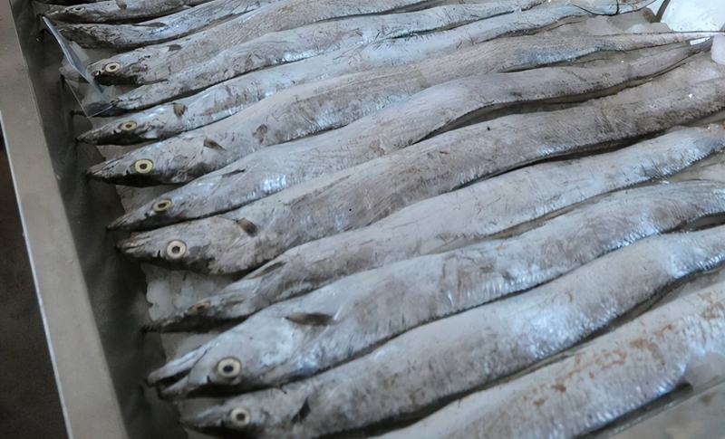 1683627631941043.jpg 印度進口凍帶魚報關(guān).jpg